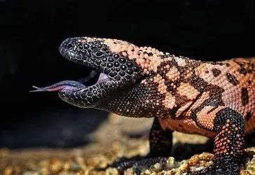 Another image of a Gila monster.