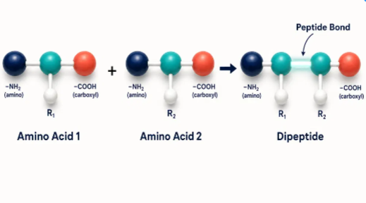 String of amino acids linked together by peptide bonds.
